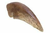 Killer Fossil Tyrannosaur (Daspletosaurus) Toe Claw - Montana #381122-7